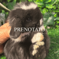 Cuccioli Ariete nano