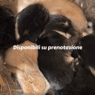 Minilop Fulvo e Pezzati (nero, bianco,marrone)