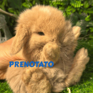 Cuccioli Ariete nano