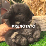 Cuccioli Ariete nano