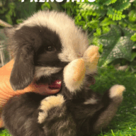 Cuccioli Ariete nano