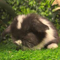 Cuccioli Ariete nano