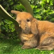 Cuccioli Ariete nano