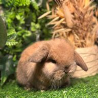 Cuccioli Ariete nano