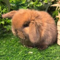 Cuccioli Ariete nano