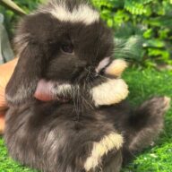 Cuccioli Ariete nano