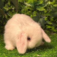 Cuccioli Ariete nano