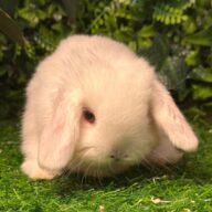 Cuccioli Ariete nano