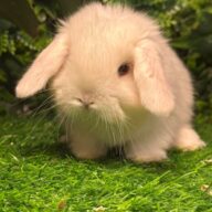Cuccioli Ariete nano