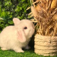 Cuccioli Ariete nano