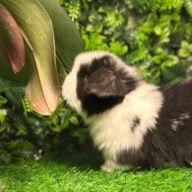 Cuccioli Ariete nano