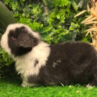 Cuccioli Ariete nano