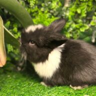 Cuccioli Ariete nano