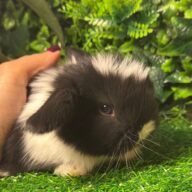 Cuccioli Ariete nano