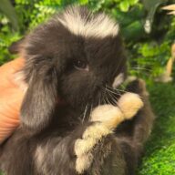 Cuccioli Ariete nano
