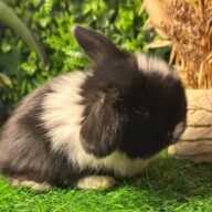 Cuccioli Ariete nano
