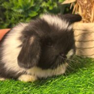 Cuccioli Ariete nano