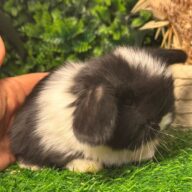 Cuccioli Ariete nano