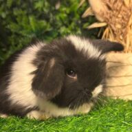 Cuccioli Ariete nano