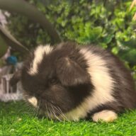 Cuccioli Ariete nano