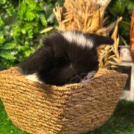 Cuccioli Ariete nano