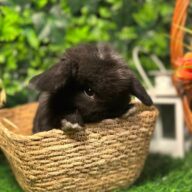 Cuccioli Ariete nano