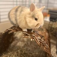 Mini Toy Nano