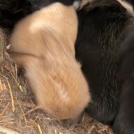Minilop Fulvo e Pezzati (nero, bianco,marrone)