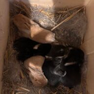 Minilop Fulvo e Pezzati (nero, bianco,marrone)