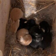 Minilop Fulvo e Pezzati (nero, bianco,marrone)