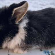 Minilop Fulvo e Pezzati (nero, bianco,marrone)