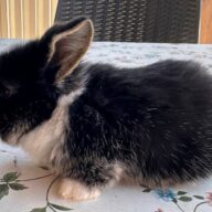 Minilop Fulvo e Pezzati (nero, bianco,marrone)