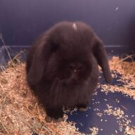 Minilop Choco