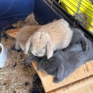 Ultimi 2 cuccioli ariete , Blu di Vienna