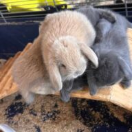 Ultimi 2 cuccioli ariete , Blu di Vienna