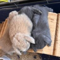 Ultimi 2 cuccioli ariete , Blu di Vienna