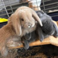 Ultimi 2 cuccioli ariete , Blu di Vienna