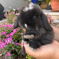 Cuccioli Minilop Choco v.m.