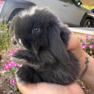Cuccioli Minilop Choco v.m.