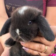 Cuccioli Minilop Choco v.m.