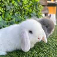 Minilop bianco occhi blu