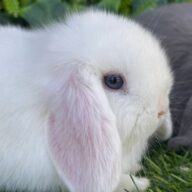 Minilop bianco occhi blu