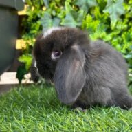 Cuccioli Minilop Choco v.m.