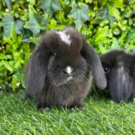 Cuccioli Minilop Choco v.m.