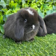 Cuccioli Minilop Choco v.m.