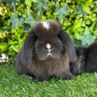 Cuccioli Minilop Choco v.m.