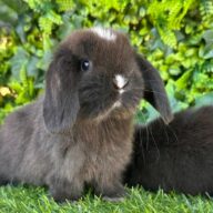 Cuccioli Minilop Choco v.m.