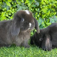Cuccioli Minilop Choco v.m.