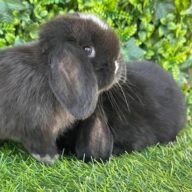 Cuccioli Minilop Choco v.m.