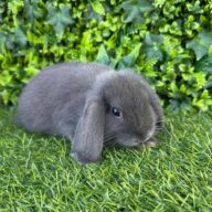 Ultimi 2 cuccioli ariete , Blu di Vienna